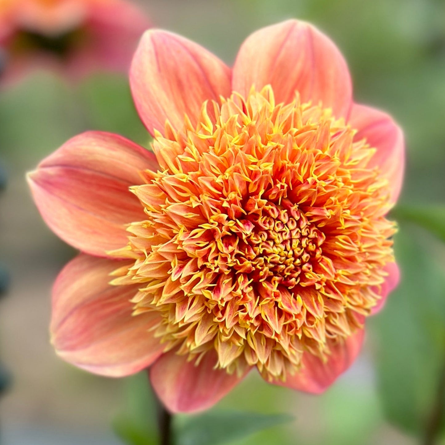 A dahlia with a fluffy golden center
