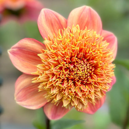A dahlia with a fluffy golden center