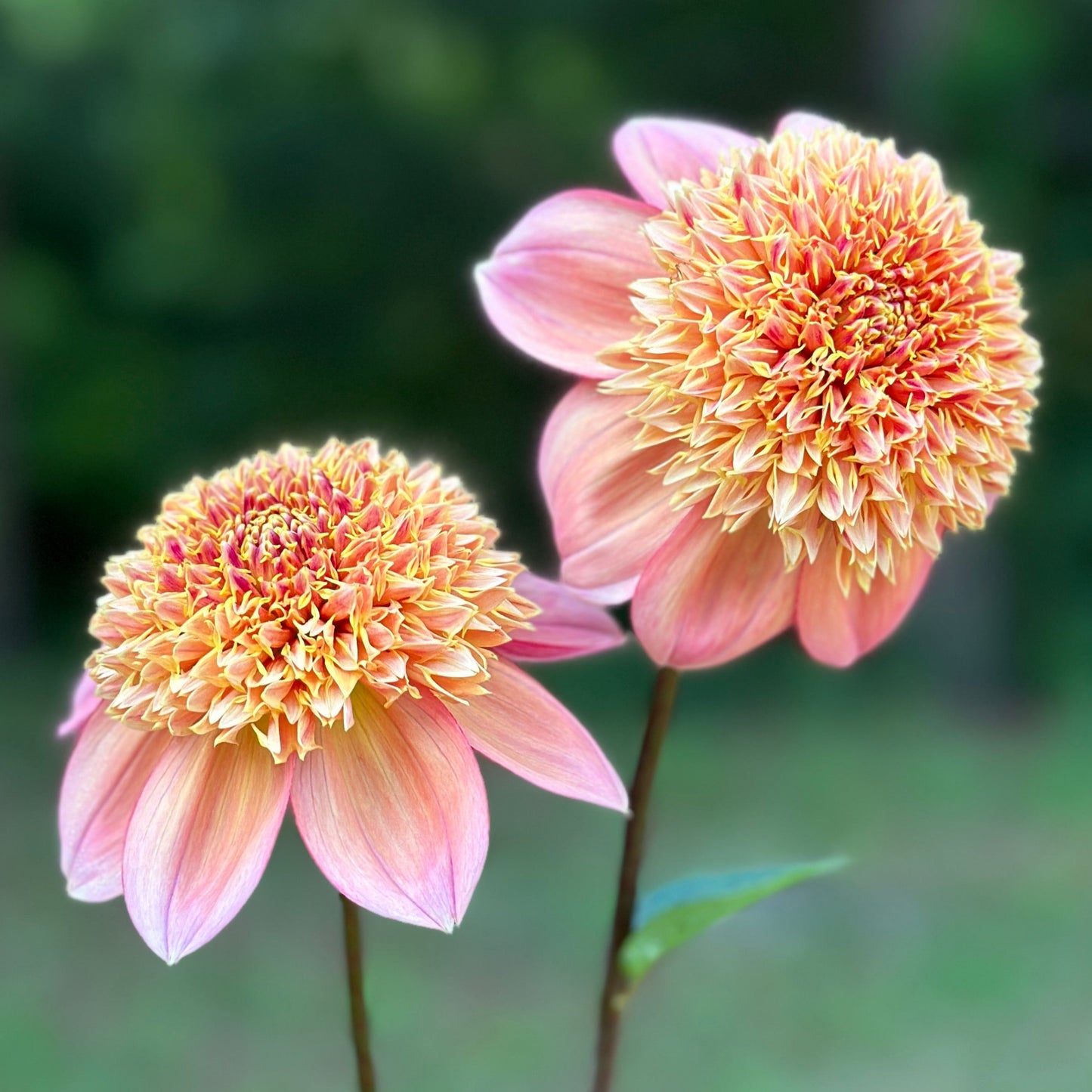Two dahlia blooms that are peach colored
