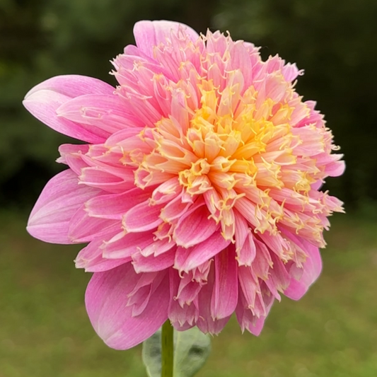 Sandia Pouffe a dahlia with a fluffy yellow and pink center