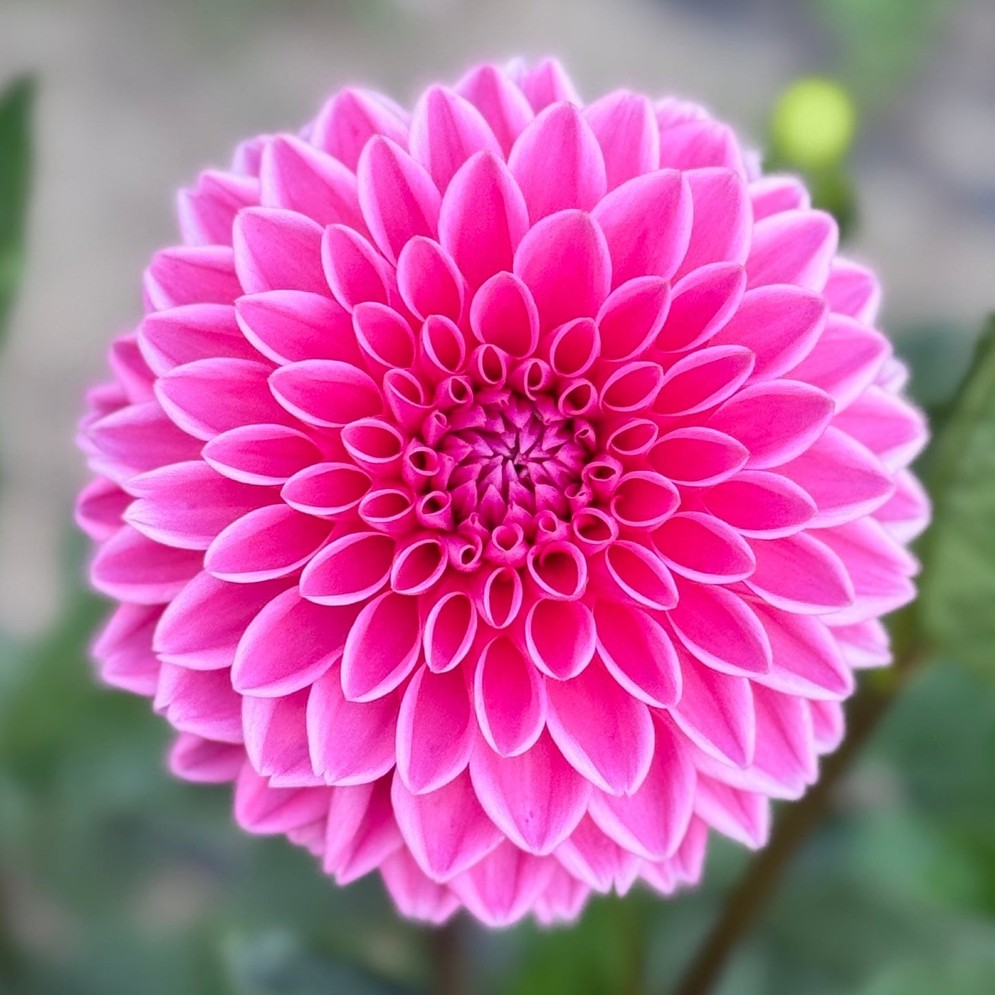 Close-up of a pink flower with green leaves in the background