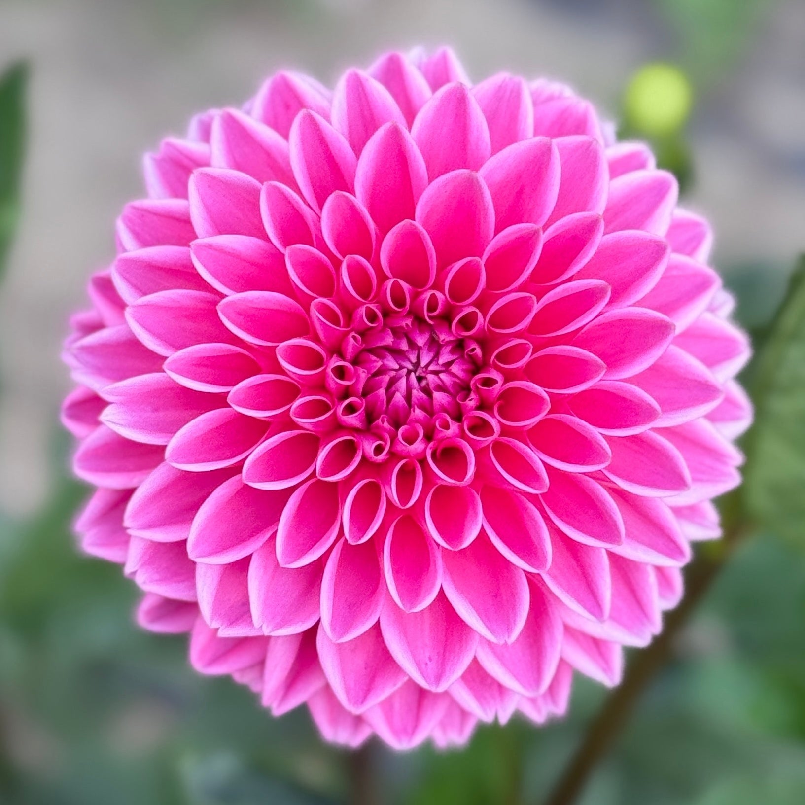 Close-up of a pink flower with green leaves in the background