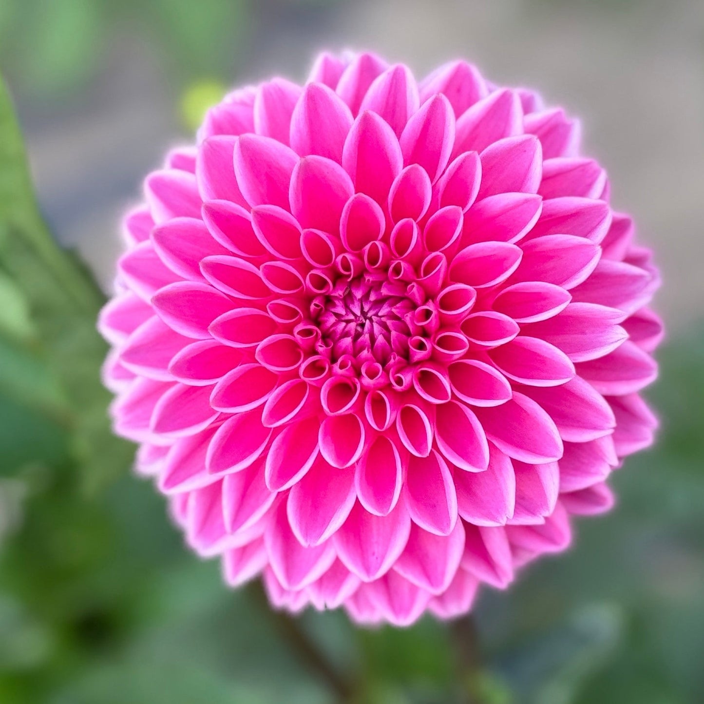 Pink flower with green leaves in the background