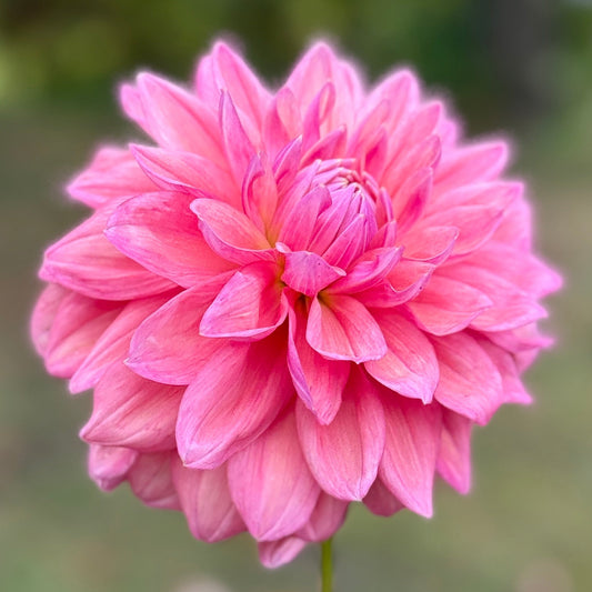 Pink flower held by a hand with a blurred green background