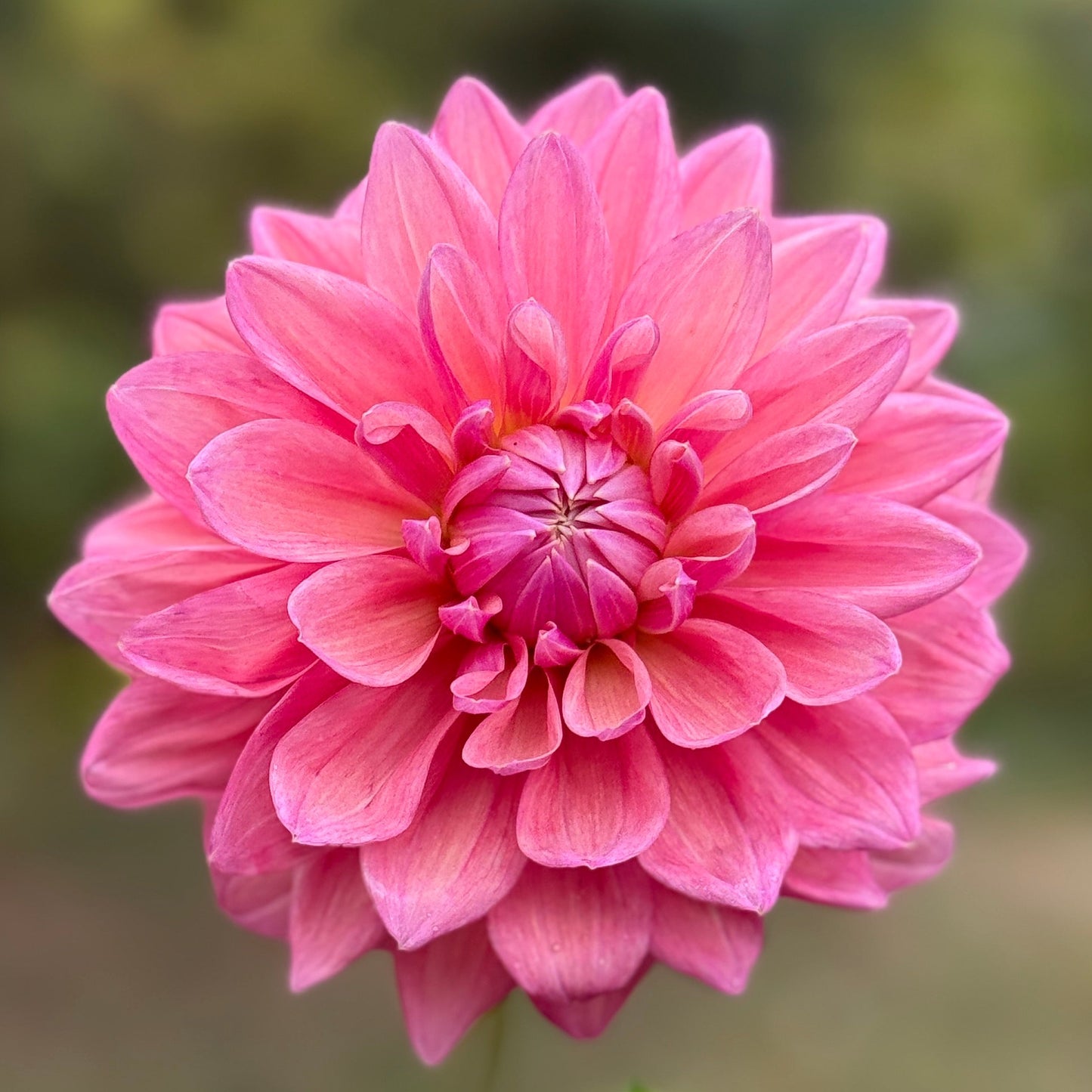 Pink flower held by a hand with a blurred green background