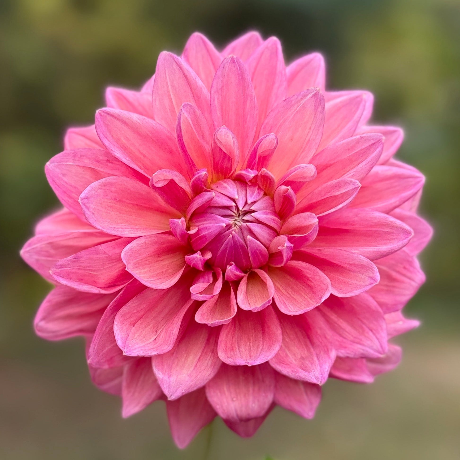 Pink flower held by a hand with a blurred green background