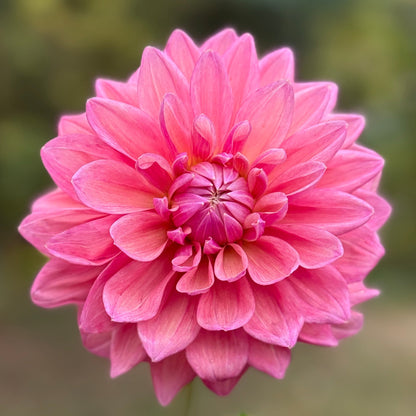 Pink flower held by a hand with a blurred green background