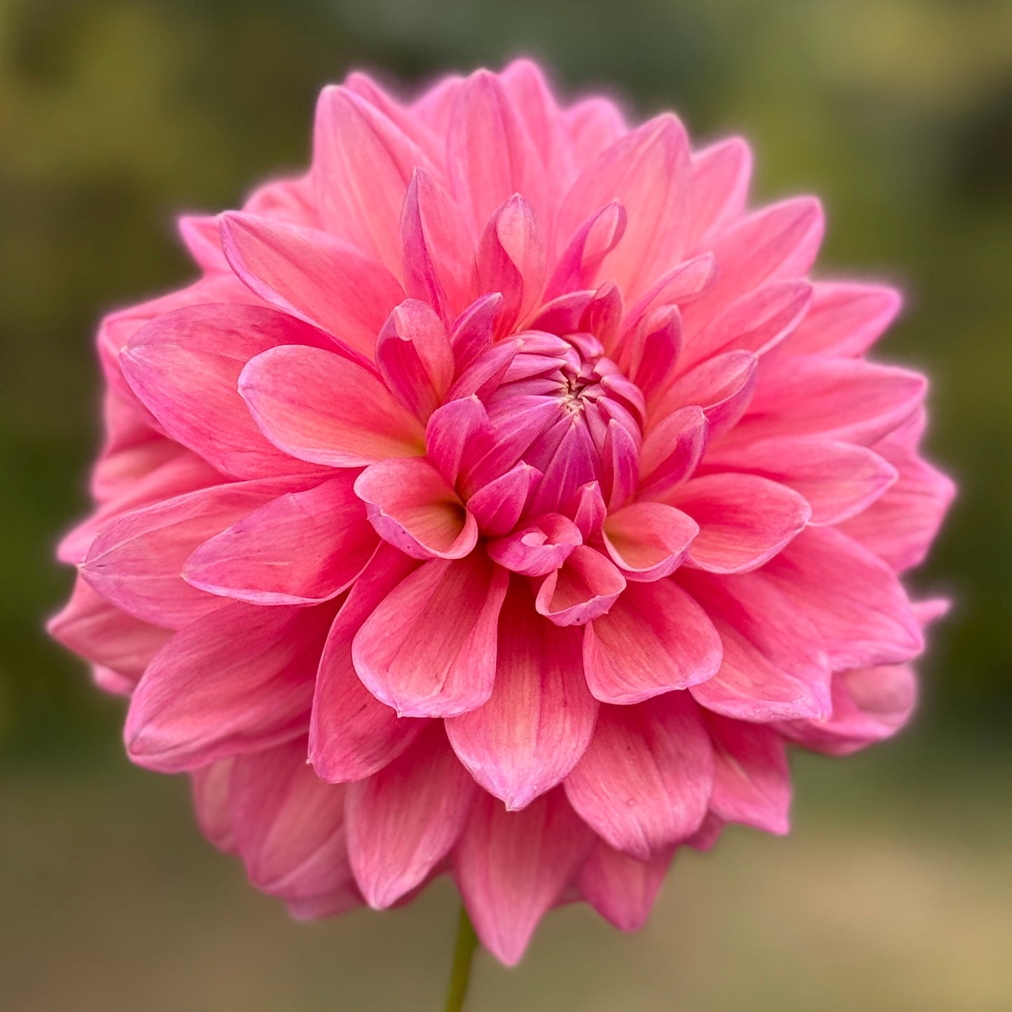 Pink flower held by a hand with a blurred green background