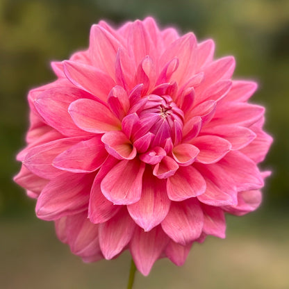 Pink flower held by a hand with a blurred green background