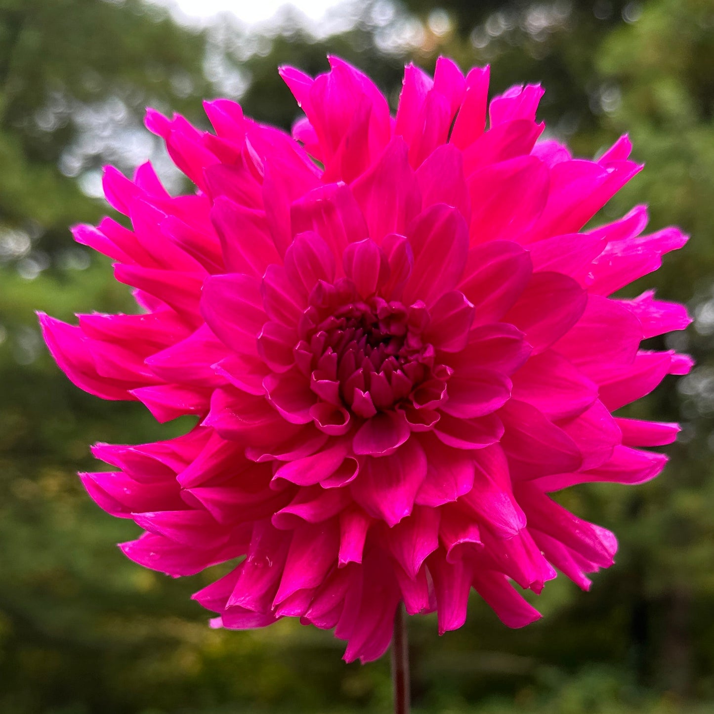 A close-up image of a vibrant pink Dahlia flower with a blurred green background.