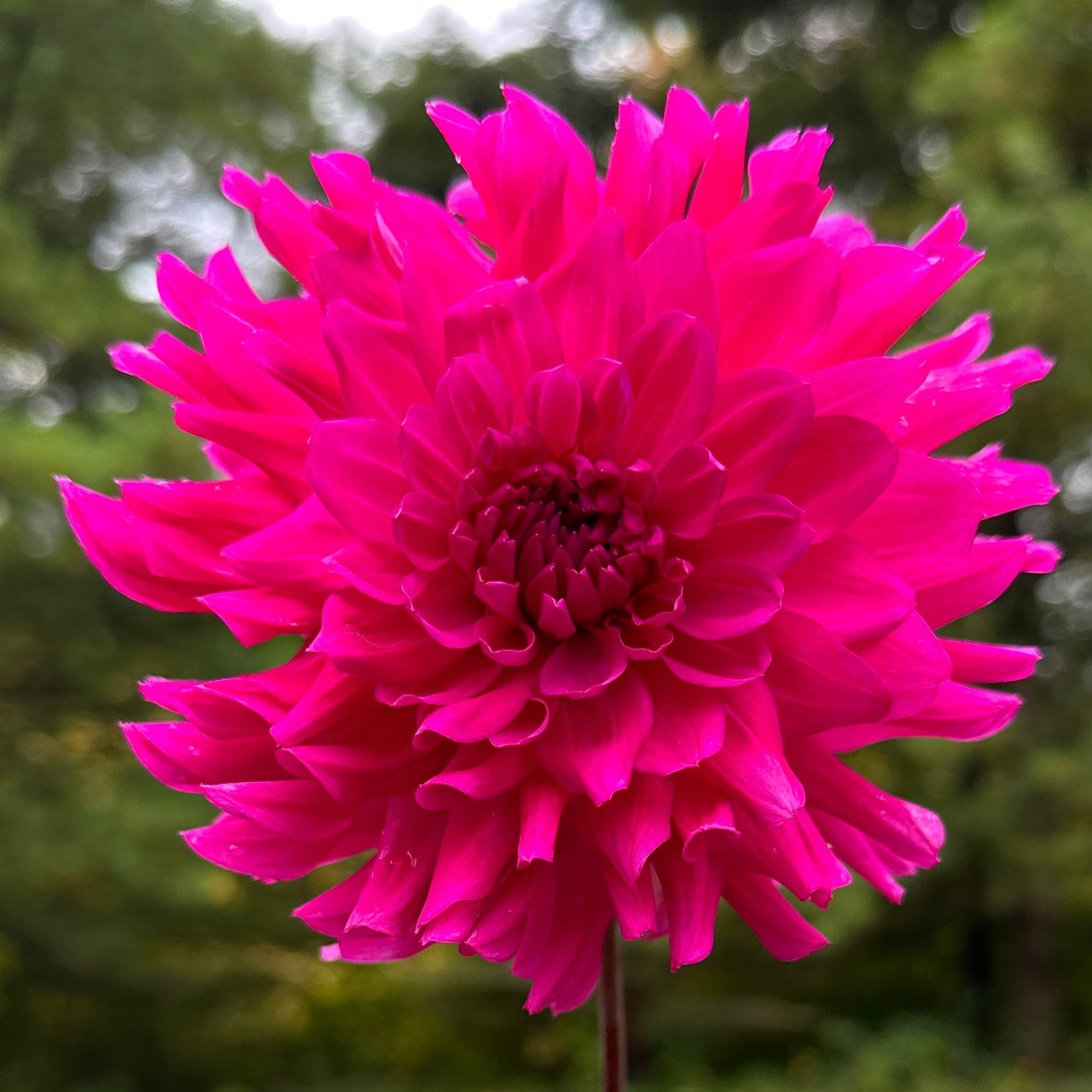 A close-up image of a vibrant pink Dahlia flower with a blurred green background.