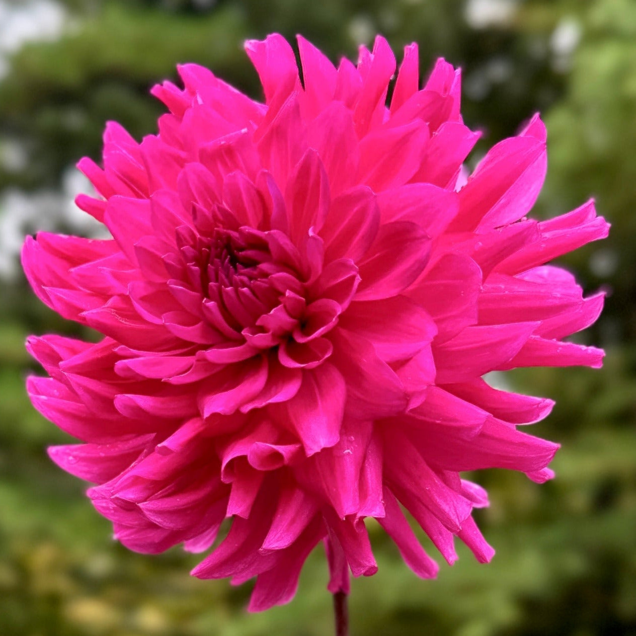 A pink flower up close 