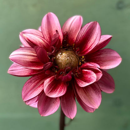 A close-up image of a pink Dahlia flower with dark centers and lighter petals.