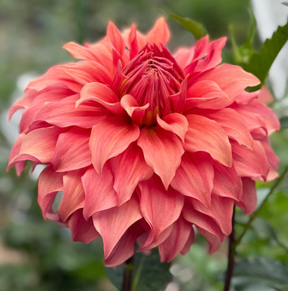 Large pink flower with a blurred green and brown background