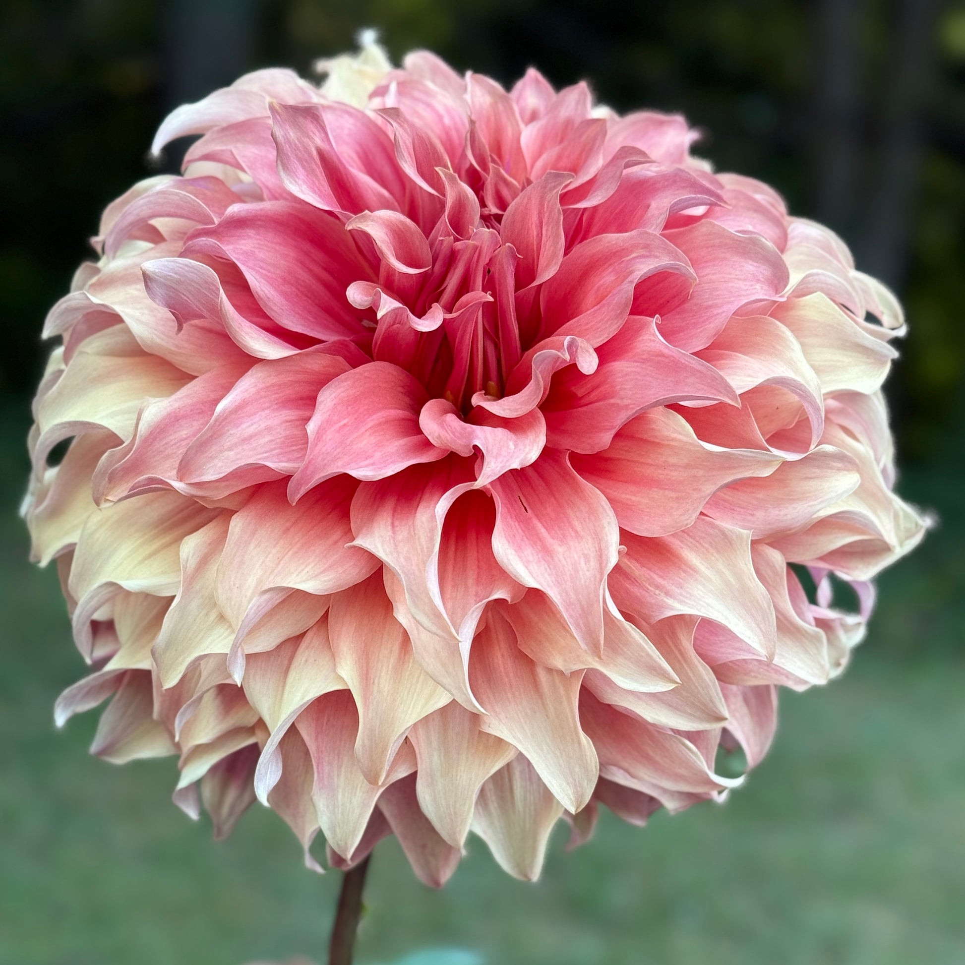 Close-up of a pink and white dahlia flower with a blurred green background