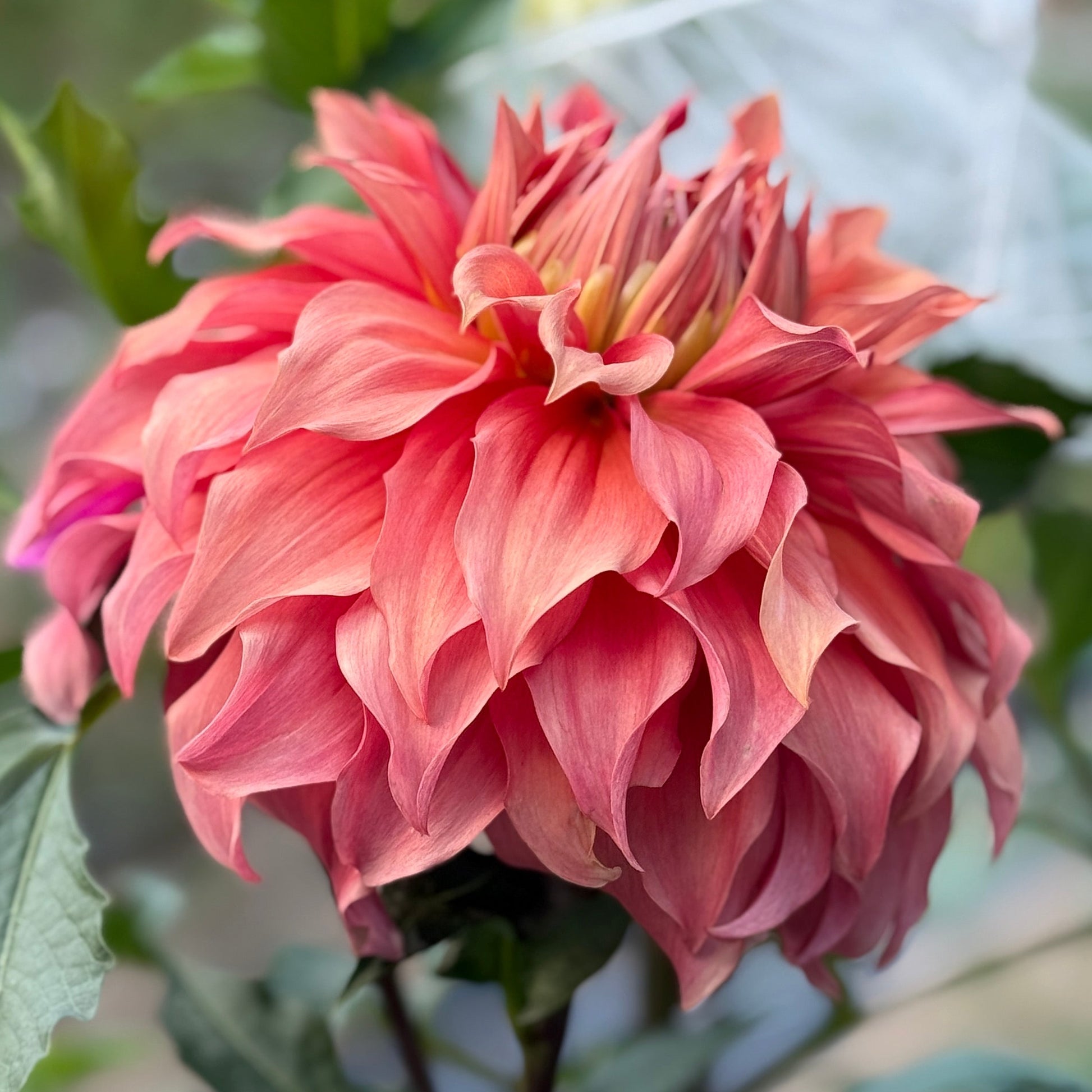 Large pink flower with green leaves in the background