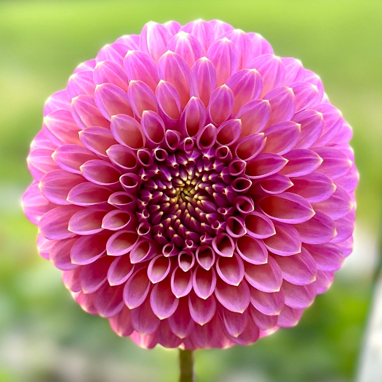 A close-up image of a dark pink Dahlia flower with a blurred green background.
