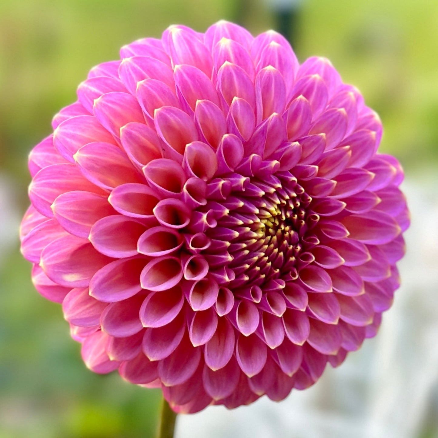 A dark pink bloom up close