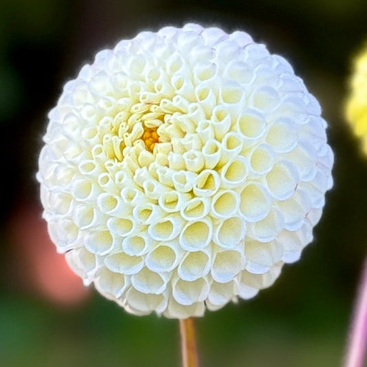 White flower with a blurred green background