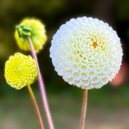 White flower with a blurred green background