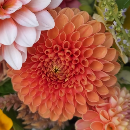An orange ball dahlia in a bouquet