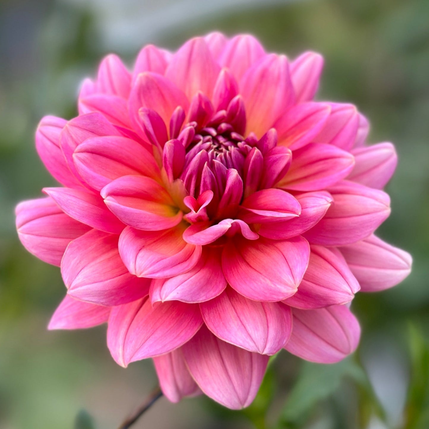 A close-up image of a pink waterlily flower with a blurred green background.