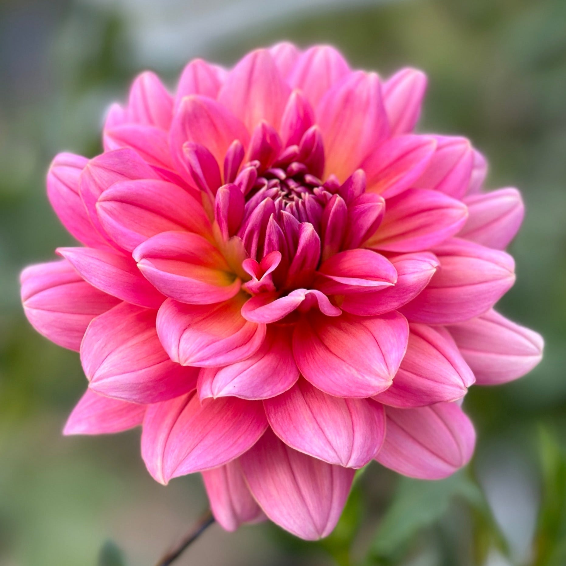 A close-up image of a pink waterlily flower with a blurred green background.