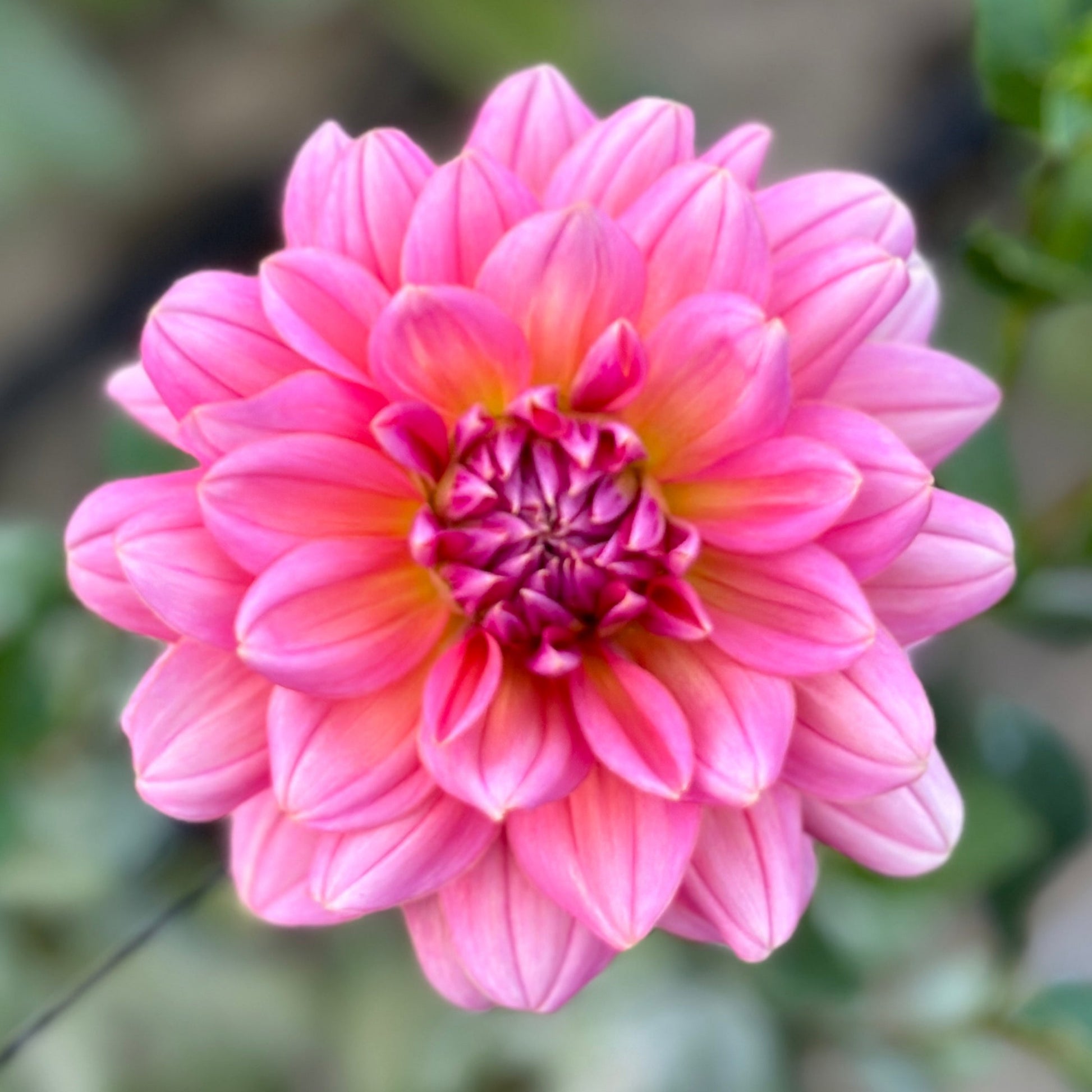 A close up of a pink waterlily dahlia with a green background.