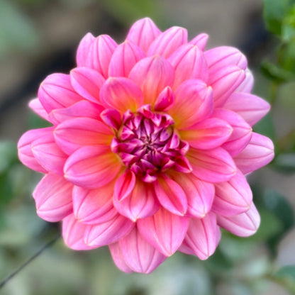 A close up of a pink waterlily dahlia with a green background.