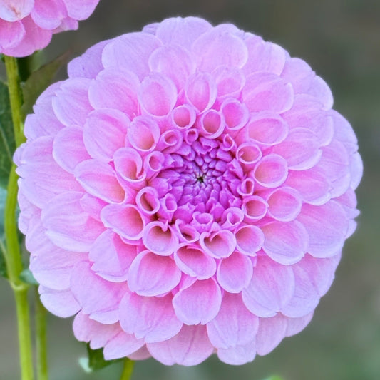 Close-up of a pink flower with a blurred background