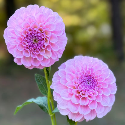Two pink dahlias with a blurred natural background