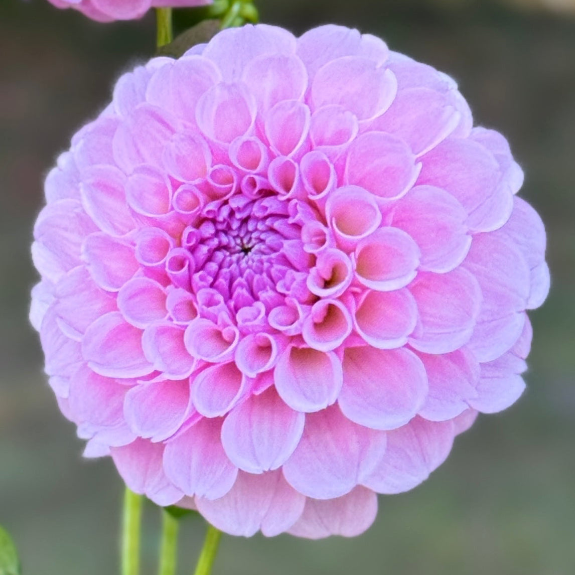 Close-up of a pink flower with green leaves on a blurred natural background