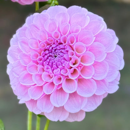 Close-up of a pink flower with green leaves on a blurred natural background