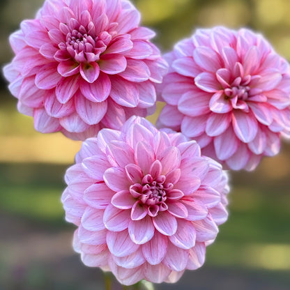 Three pink dahlias held by a hand against a blurred natural background