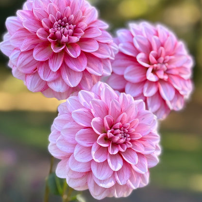 Three pink dahlias held by a hand against a blurred natural background