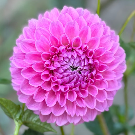 Close-up of a pink flower with green leaves in the background