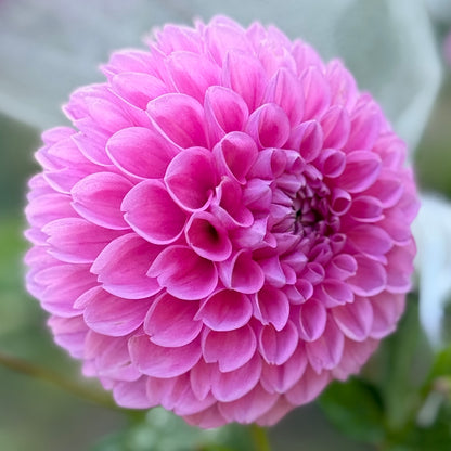 Close-up of a pink flower with a blurred green background