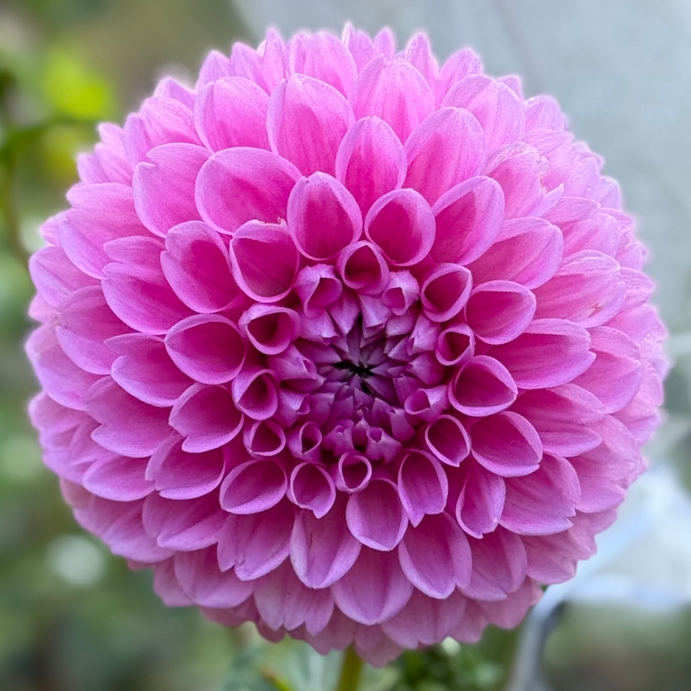 Close-up of a pink flower with a blurred green background