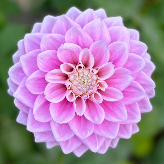 A close-up image of a pink dahlia flower.