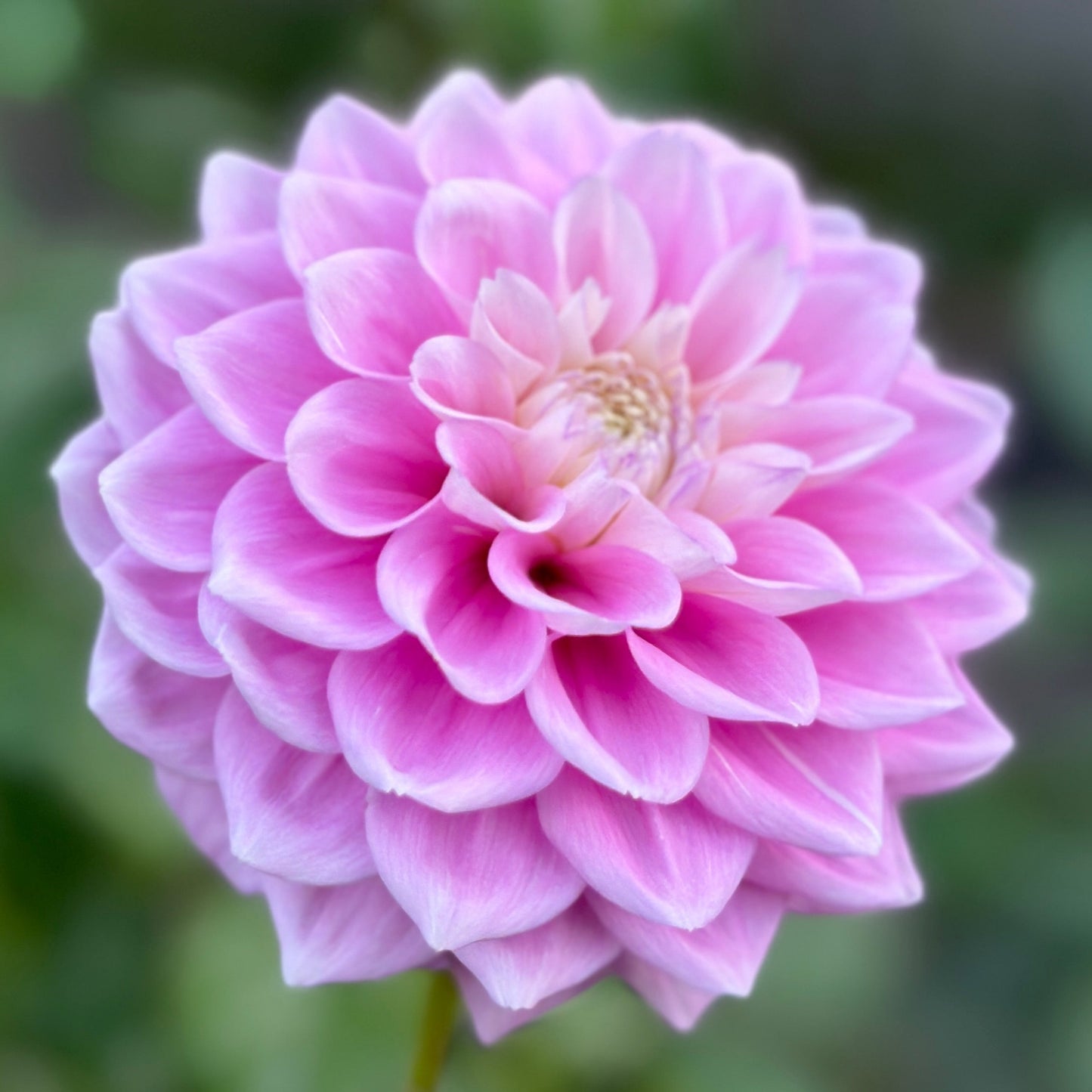 A pink dahlia up close