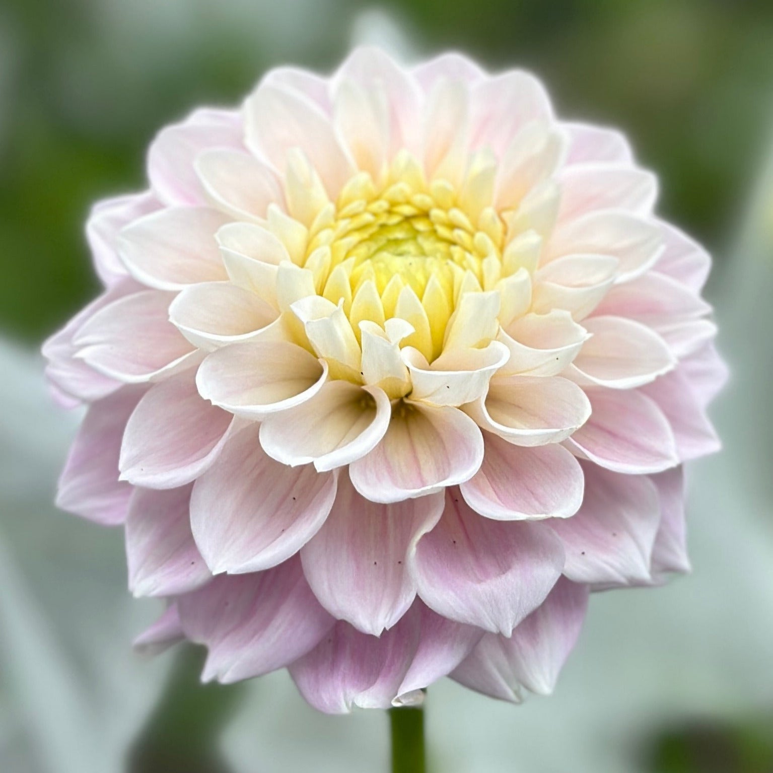 A pink dahlia up close