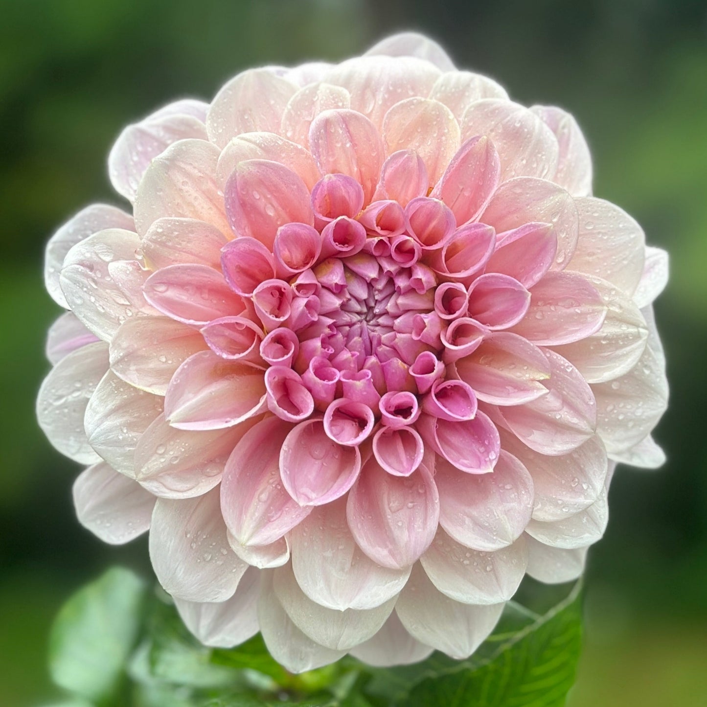 A close-up image of a pink Dahlia flower with a light blend color, showing its petals in a spiral pattern.