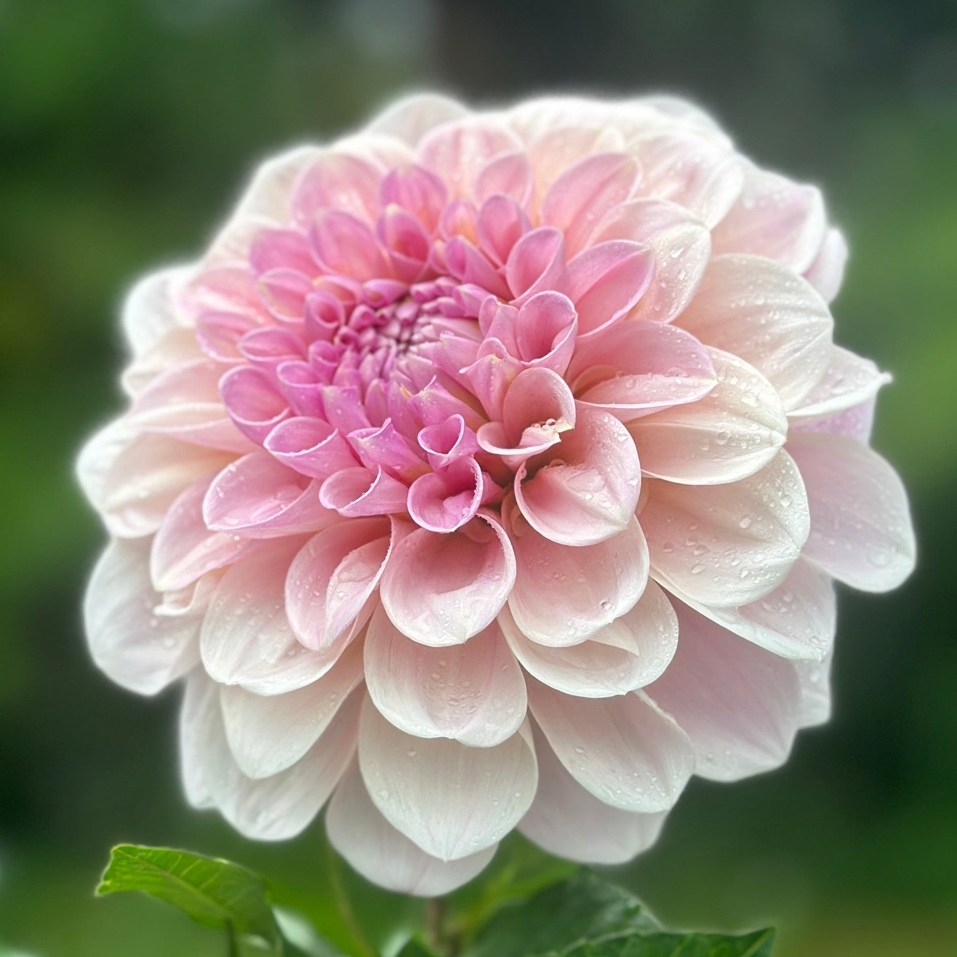 A pink dahlia light blend bloom on blurred green background.