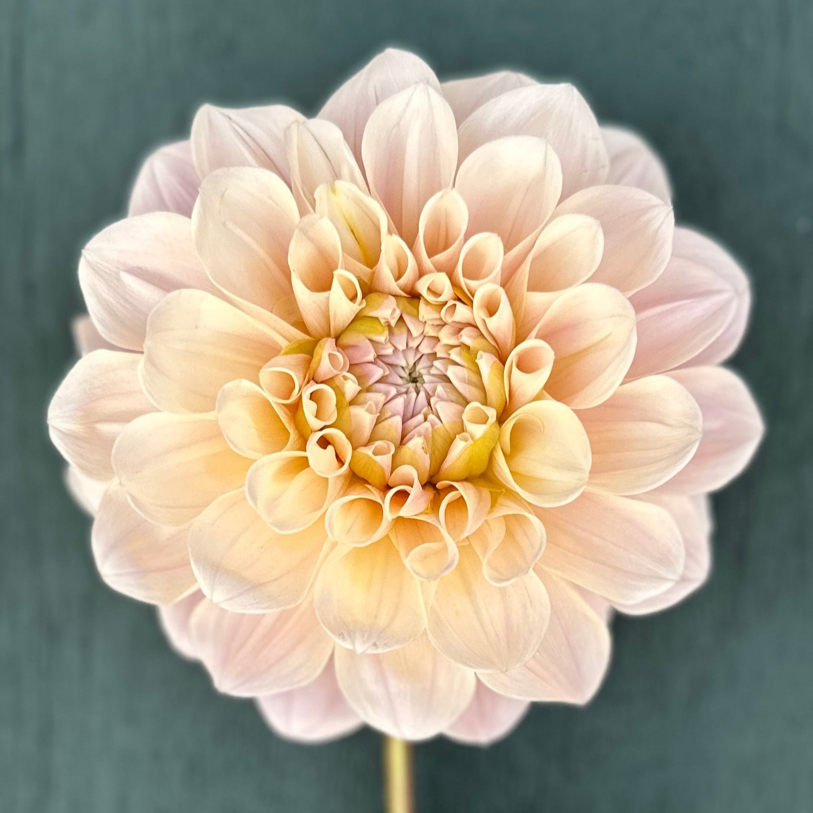 A close-up image of a single blush-toned artificial petal from the Sweet Nathalie product line.