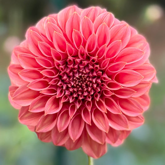 Close-up of a pink flower with a blurred green background