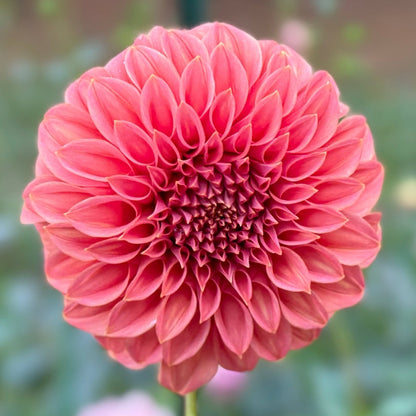 Up close of coral flower