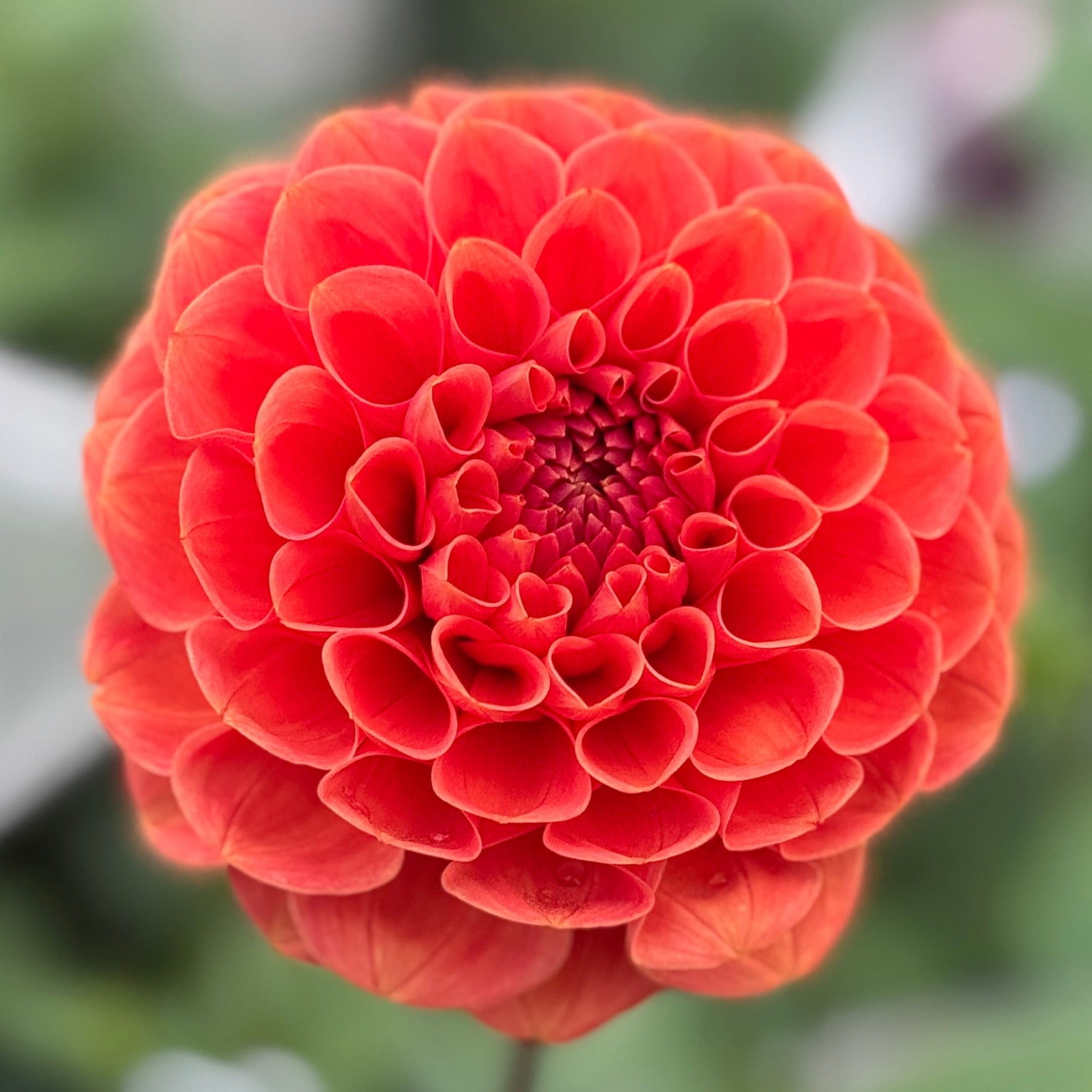 A close-up image of a decorative bronze-colored flower