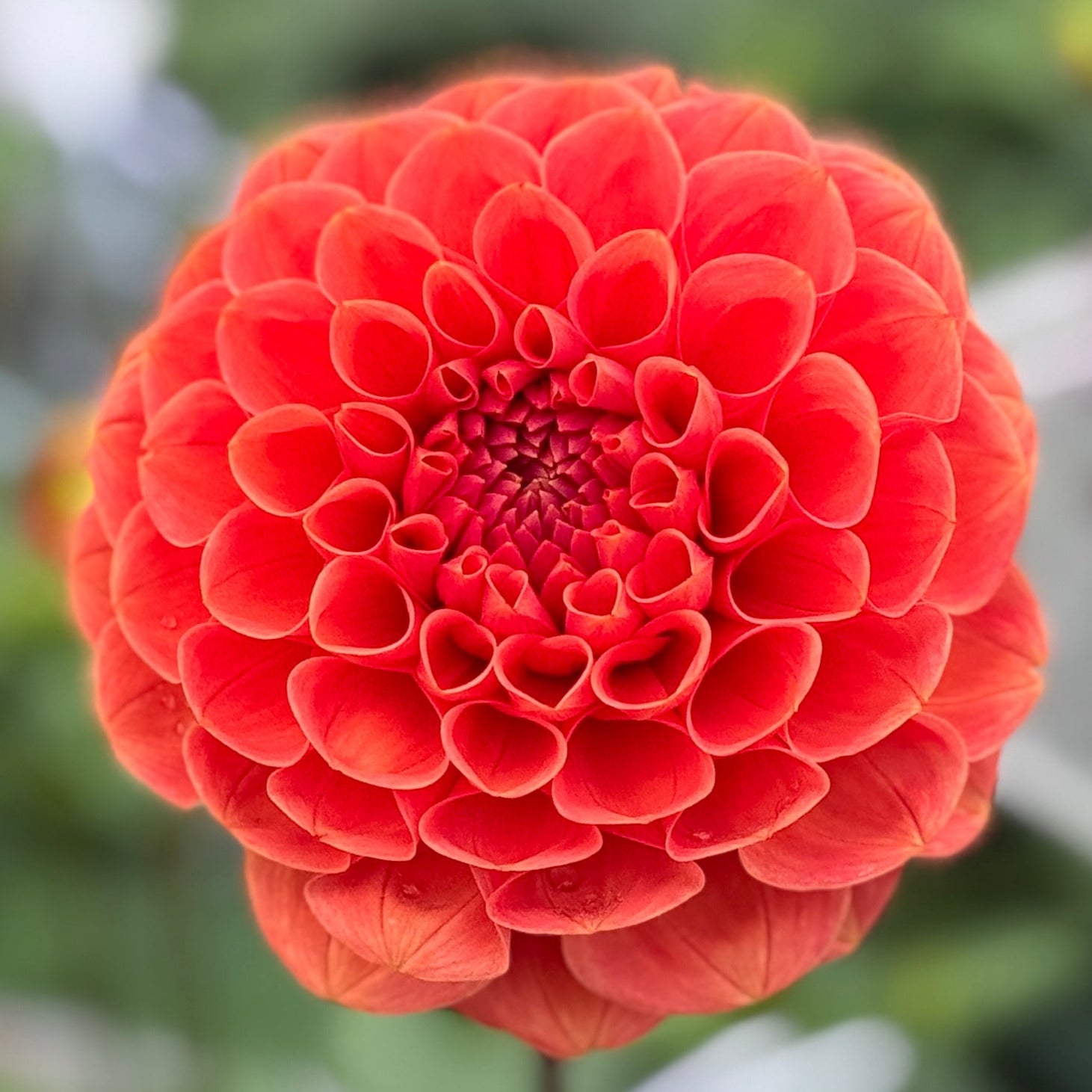 An orange dahlia up close
