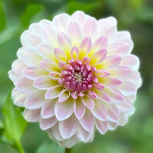 A close-up image of a decorative flower with light pink and yellow petals.