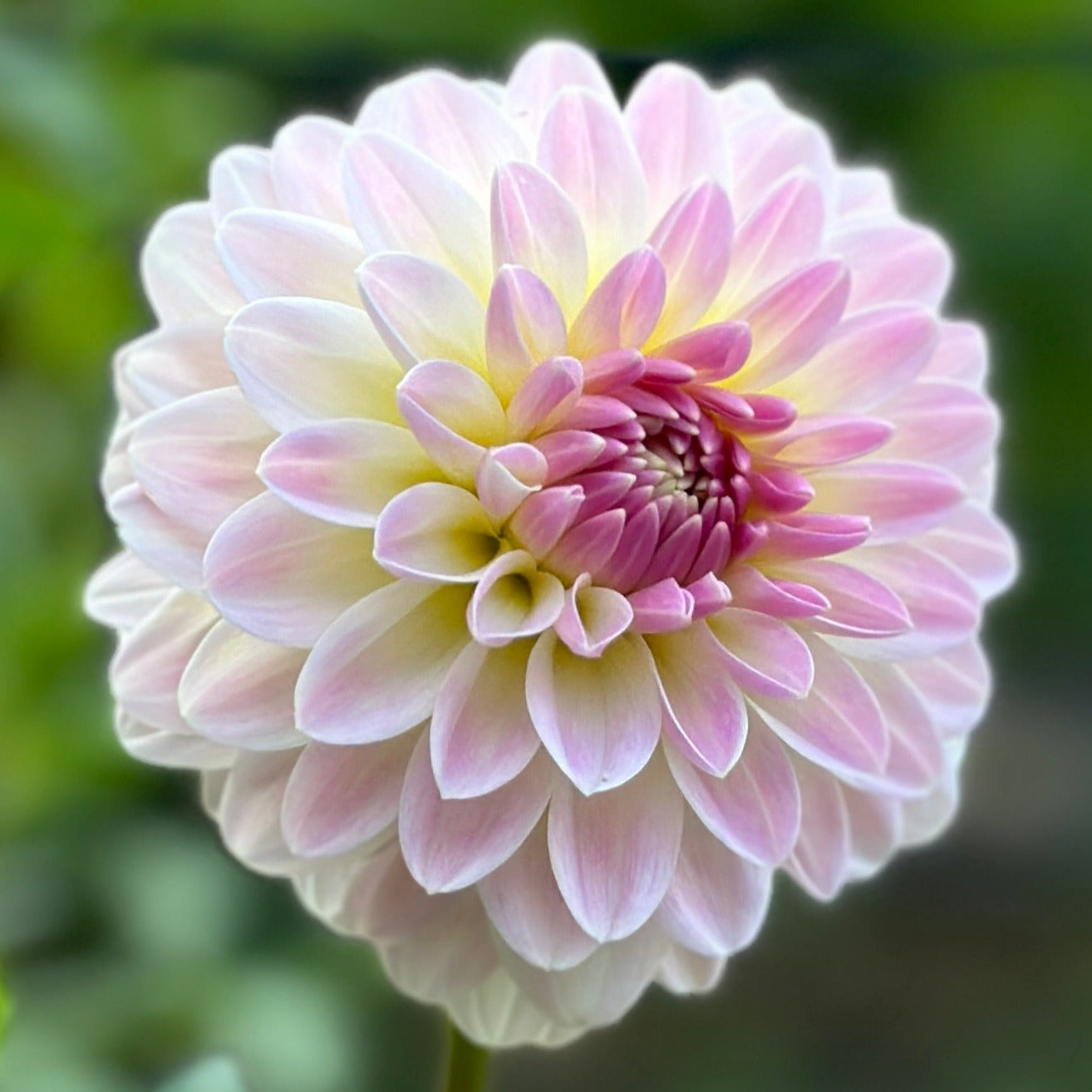 A close up image of a light pink and white dahlia bloom